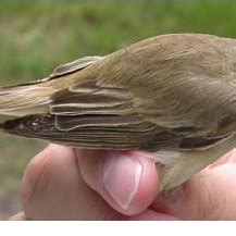 The Marsh Warbler Acrocephalus Palustris Sedge Warbler A