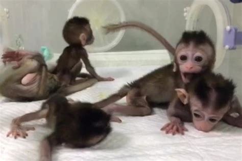 Chinese scientists clone five baby monkeys after editing genes to ...