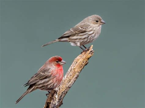 Bird Sightings Bird Guides Finches Bird House Sparrow Bird Perch