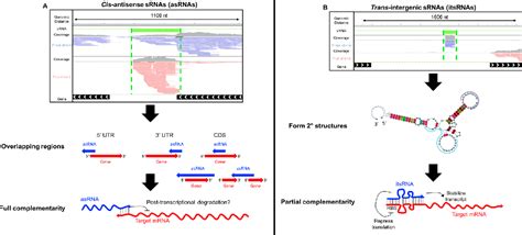 Figure 1 From The Non Coding Regulatory RNA Revolution In Archaea