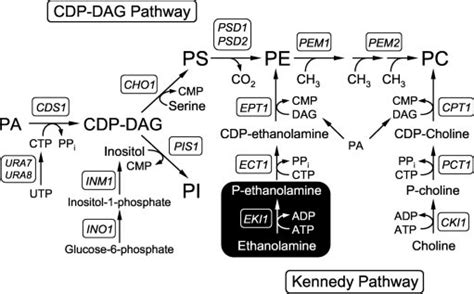 Phospholipid synthesis in S. cerevisiae. The pathways shown for the ...