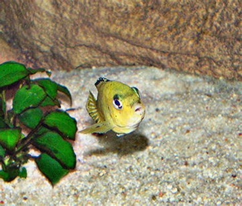 Photo 1 My Mbuna Tank Malawi Cichlids Mbuna Anubia