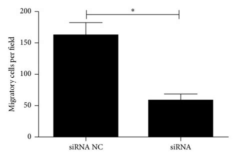 The Effect Of Vegfa Knockdown On Proliferation Migration And Invasion