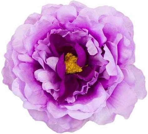 Peonia główka KWIAT Cream/Purple - Opinie i atrakcyjne ceny na Ceneo.pl