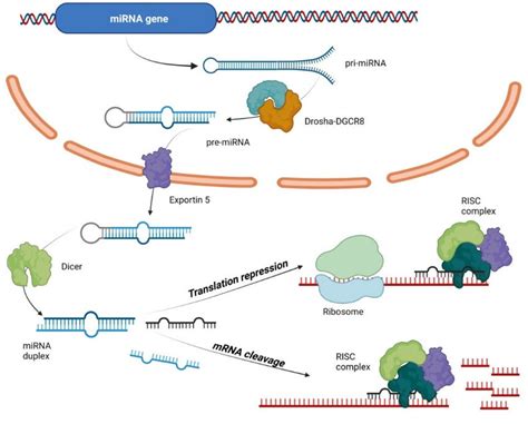 Microrna Biogenesis And Mechanism Of Action Primary Mirnas