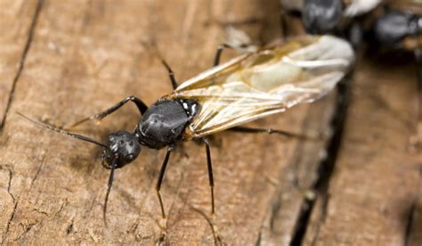 Fourmis Charpentières Ont Elles Des Ailes