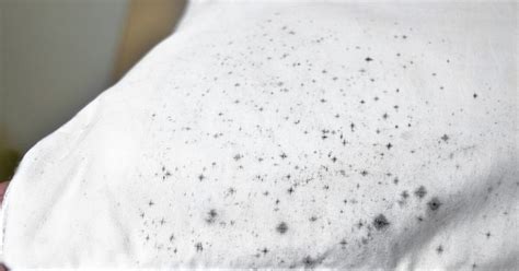 Mold On Your Clothes Get Rid Of Mold From Clothing And Fabric