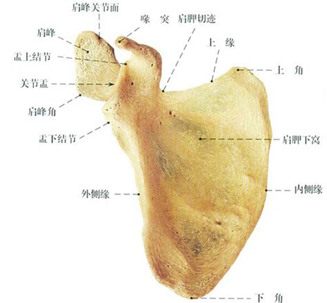 肩胛骨解剖示意图 人体解剖图 医学图库