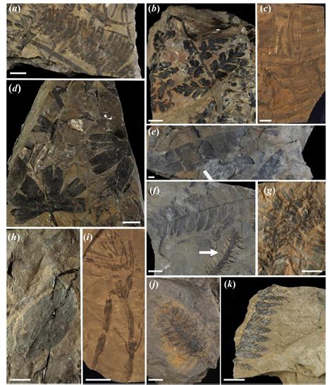 dinosaurs  supper reveals  life   cretaceous