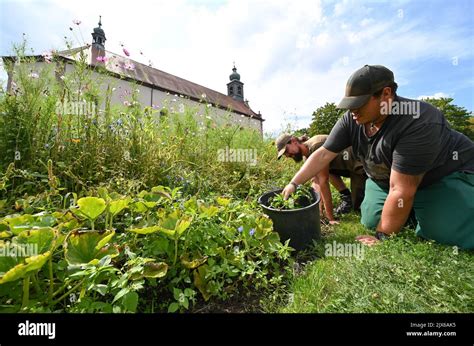 Producci N De Agosto De Hessen Fulda El Jardinero