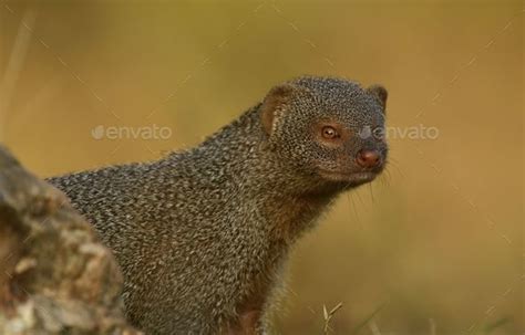 Mongoose in its natural habitat Stock Photo by wirestock | PhotoDune