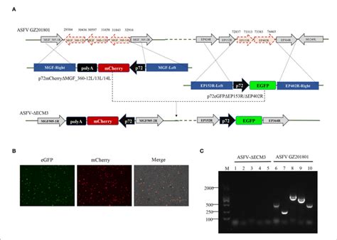 Schematic Of The Construction Of Asfv Ecm Deletion Mutant A The