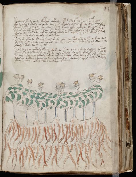 The Voynich Gallery The Complete Manuscript