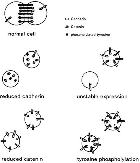 Proposed mechanisms of cadherin dysfunction. | Download Scientific Diagram