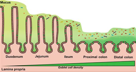 The Role Of Goblet Cells In Viral Pathogenesis Cortez 2021 The