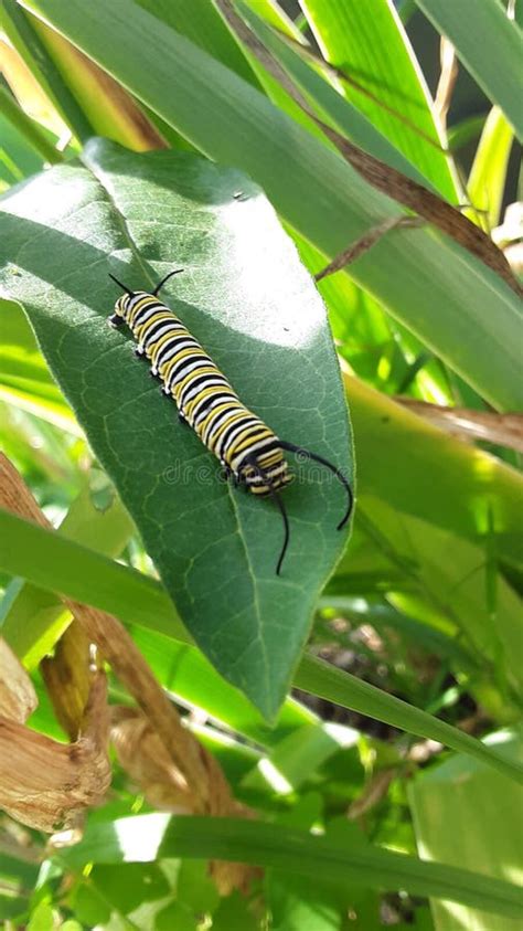 Monarch Butterfly Caterpillar on Milkweed Stock Photo - Image of monarch, insect: 172529378