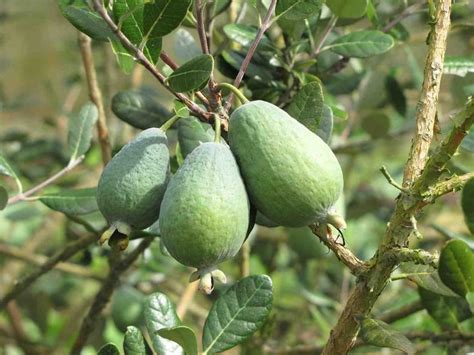 Feijoa Acca Sellowiana