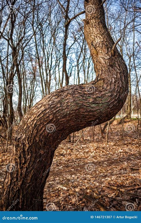 Crooked Old Pine Tree In The Forest Stock Image Image Of Nature