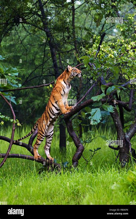 Tiger climbing tree hi-res stock photography and images - Alamy