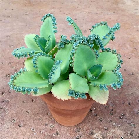 3 Madre De Miles Kalanchoe Daigremontiana Planta De Sombrero Mexicano