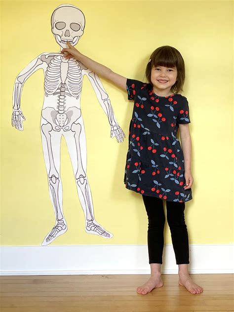 Life-Size Printable Human Skeleton for Kids | Skeleton for kids, Human skeleton for kids, Human ...