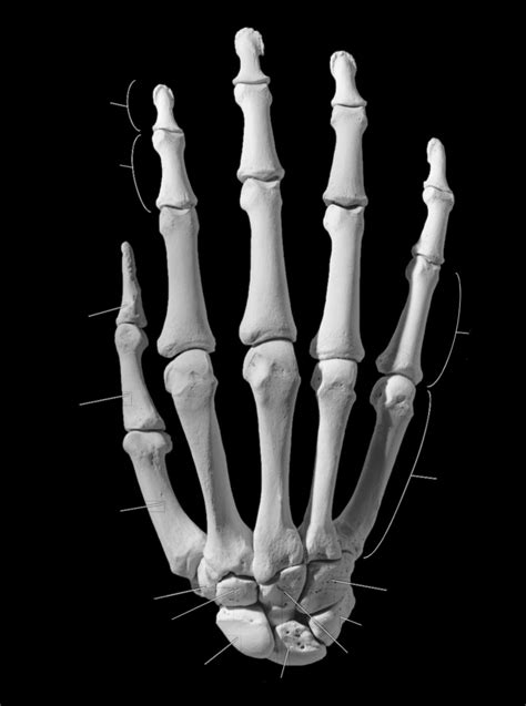 The Hand Diagram Quizlet