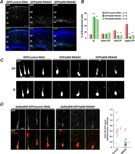 In Utero Electroporation Of P600 RNAi In The Mouse Neocortex Alters