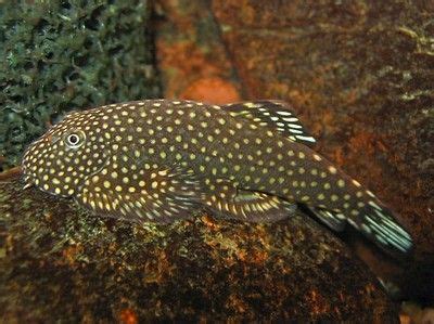 Discover The Fascinating World Of Hillstream Loaches