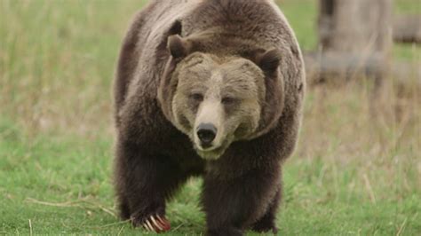 Grizzly Bear Reintroduction Debate In Washington Cascades