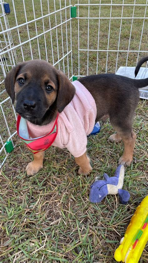 Três cães e dois gatos estarão disponíveis para adoção na Feira Pet do