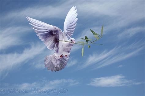 Peace dove with olive branch photo WP21520