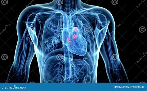 Human Heart Model Human Heart For Medical Study Human Heart Anatomy