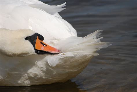 Free Images Wing Lake Pen Beak Closeup Swan Duck Animals