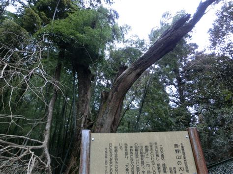 虎騒動を思い出して、鹿野山神野寺で見たものは、「虎の皮」と 西村治彦の日記