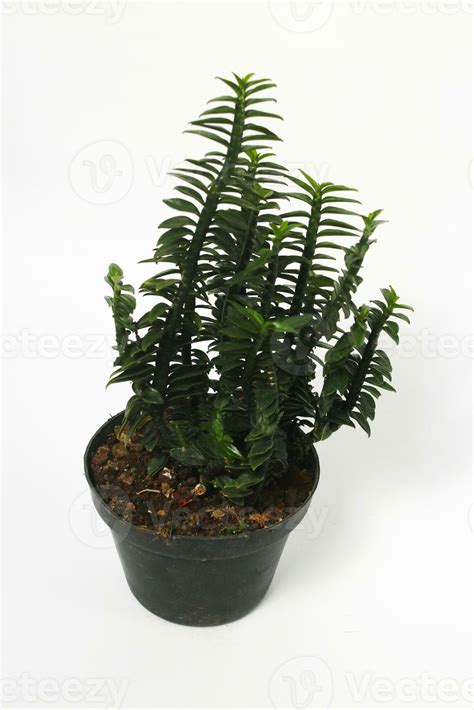 Euphorbia houseplant on white background. 23576466 Stock Photo at Vecteezy