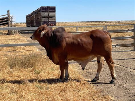 LOT 682 RED BRAHMAN RED BRAHMAN DROUGHTMASTER CROSS HERD BULLS FOR