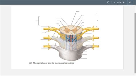 Chapter 12 The Spinal Cord And Its Meningeal Coverings Diagram Quizlet