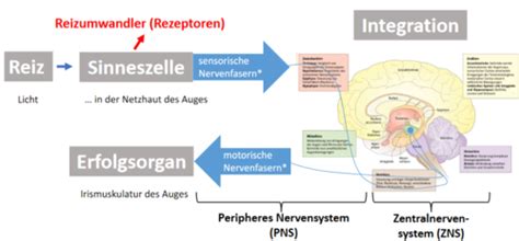 Biologie Nerven Gehirn Karteikarten Quizlet