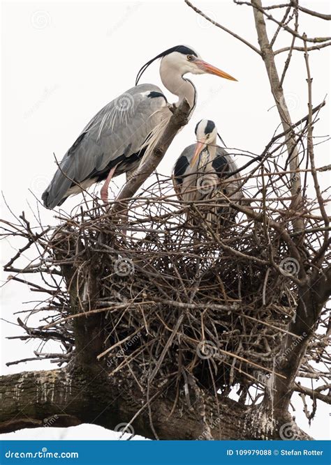 Two Grey Herons Standing in Their Nest Stock Photo - Image of nature