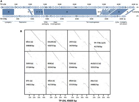 A Alignment Of Gene Maps And Functional Gene Regions Of Tp J34 And