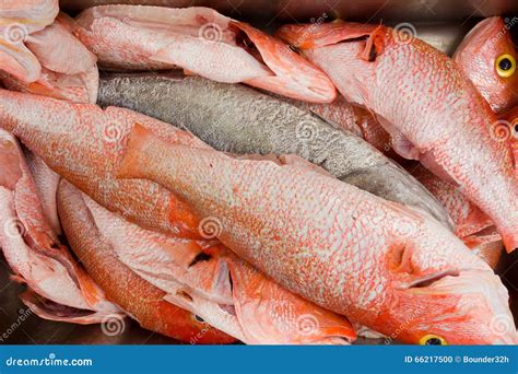 A Heap Of Fresh Red Snapper In The Tropics Stock Photo Image Of Sale