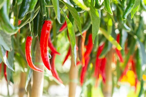 Wellhealthorganic Red Chilli You Should Know About Red Chilli Uses