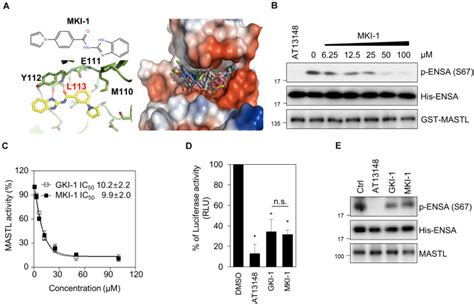 Mki 1 A Novel Small Molecule Inhibitor Of Mastl Exerts Antitumor And