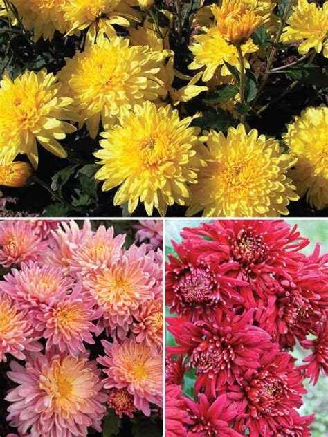 Chrysanthemum Large Flowering Mum Collection Bluestone Perennials