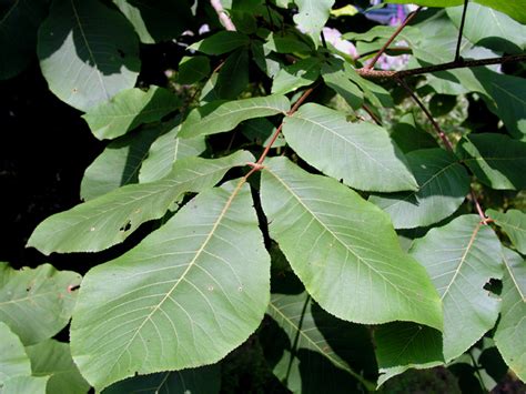 elm tree leaves identification | RYNAKIMLEY