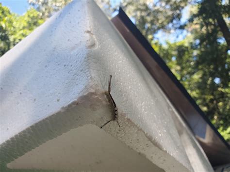 Found in Aiken, SC : r/whatsthisbug
