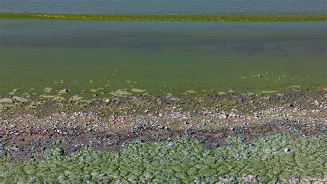 Alerta Por La Presencia De Cianobacterias En La Costa Bonaerense Del Río De La Plata Infobae