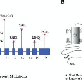 Mutations In Herg A Schematic Diagram Of Herg Genomic Structure And