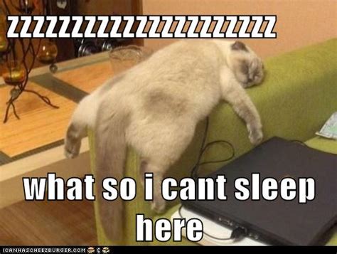 Zzzzzzzzzzzzzzzzzzzzz What So I Cant Sleep Here Lolcats Lol Cat Memes Funny Cats Funny