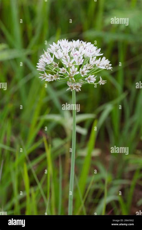 Meadow Garlic Allium Canadense Stock Photo Alamy